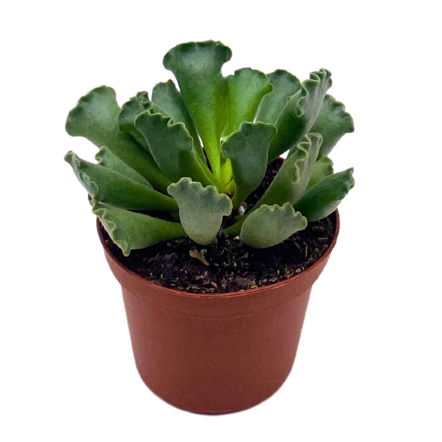 BubbleBlooms Pie Crust Succulent, Key Lime Pie Crinkle Leaf Plant, 3 inch