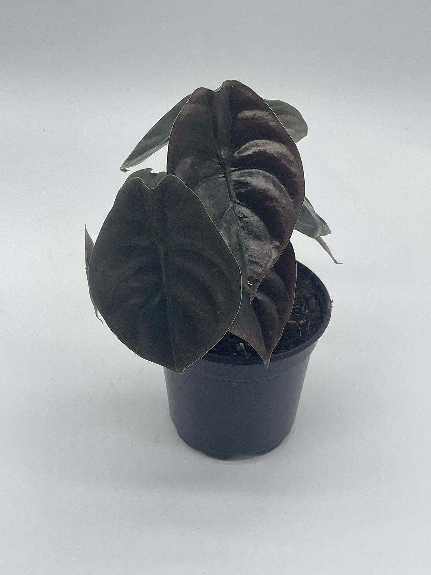 Alocasia Cuprea, Jewel Alocasia, Red Secret, 4 inch, Mirror Plant, Rare