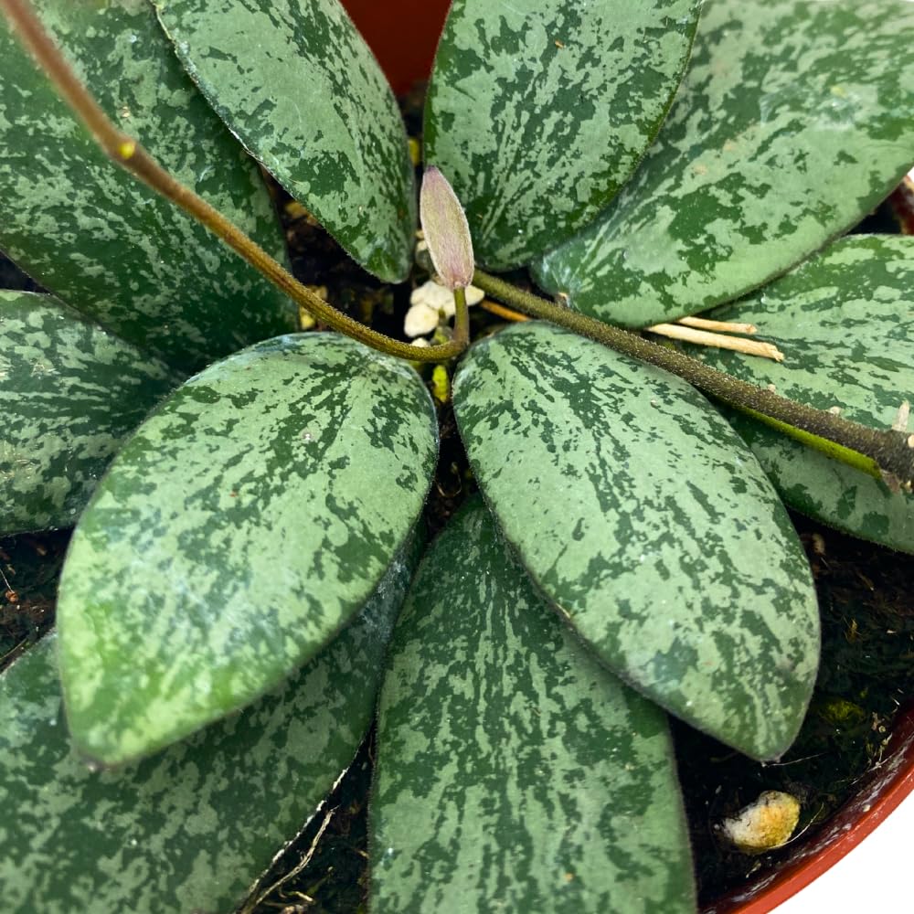 BubbleBlooms Hoya Sigilatis in a 4 inch Pot