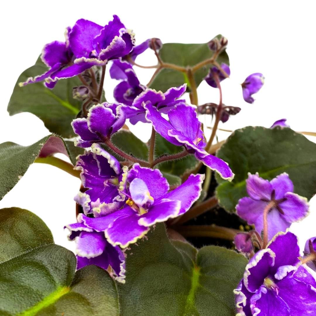 Harmony Foliage African Violet Wrangler's Spanish Cavalier 4 inch