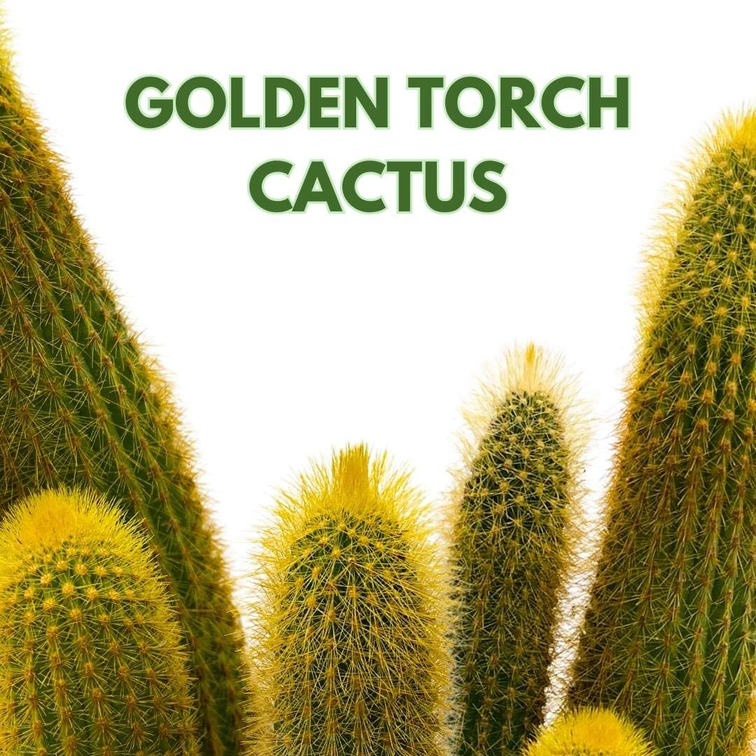 BubbleBlooms Golden Torch Cactus Vatricania guentheri in a 6 inch Pot