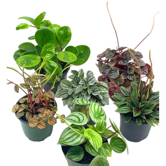 Peperomia Assortment Set, 4 inch pots, Watermelon, Marble, Ripple, Rosso, albviotta, carperata, Variety Assorted Collection