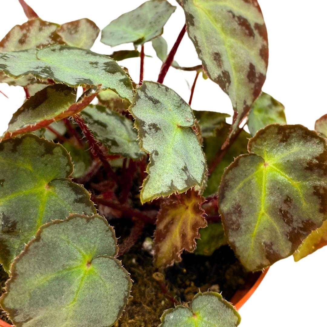 Harmony Foliage Begonia Wiformis 4 inch Rare