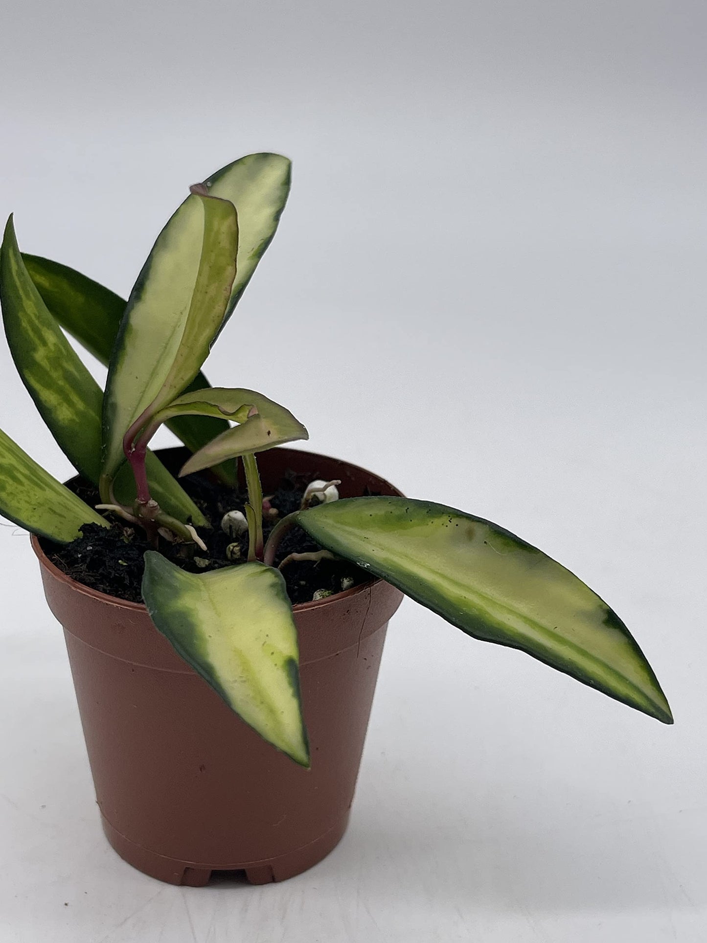 Variegated Wayetii Hoya Tricolor in a 2 inch Pot