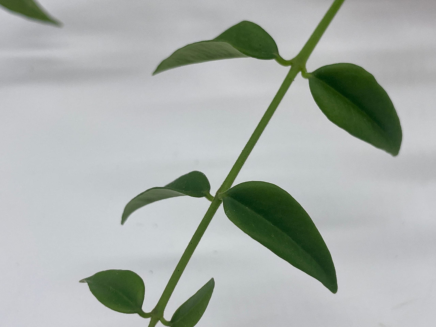 Hoya Bella, AFF. Lancifolia, in a 4 inch Pot