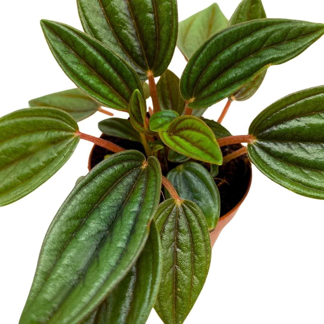 BubbleBlooms Peperomia Rosso in a 2 inch Pot