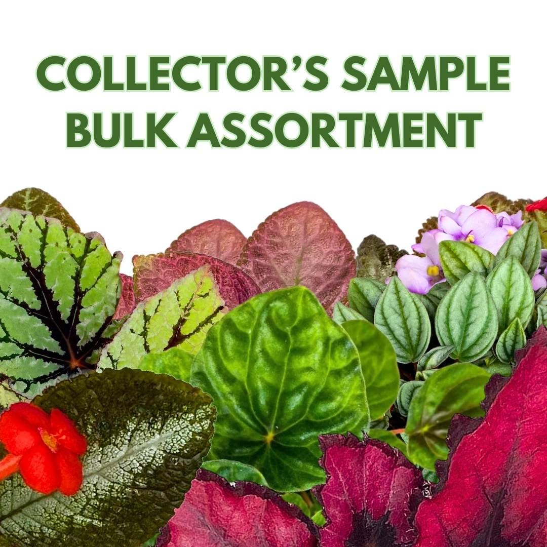 BubbleBlooms Harmony's Sample Box Half Case 15 4-inch Bulk Begonia, Episcia, African Violet, Angel Wing, Peperomia, Piper Variety Pack