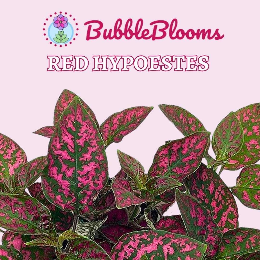 Red Hypoestes phyllostachya 2 inch Set of 3 Flamingo Polka Dot Plant Tiny Mini Pixie Plants