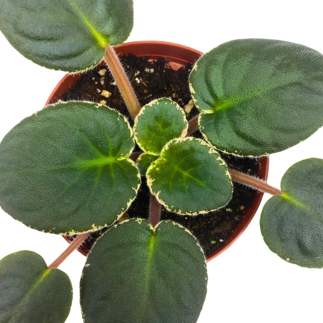 Harmony Foliage African Violet Rivermist Venus 4 inch Pink Flower