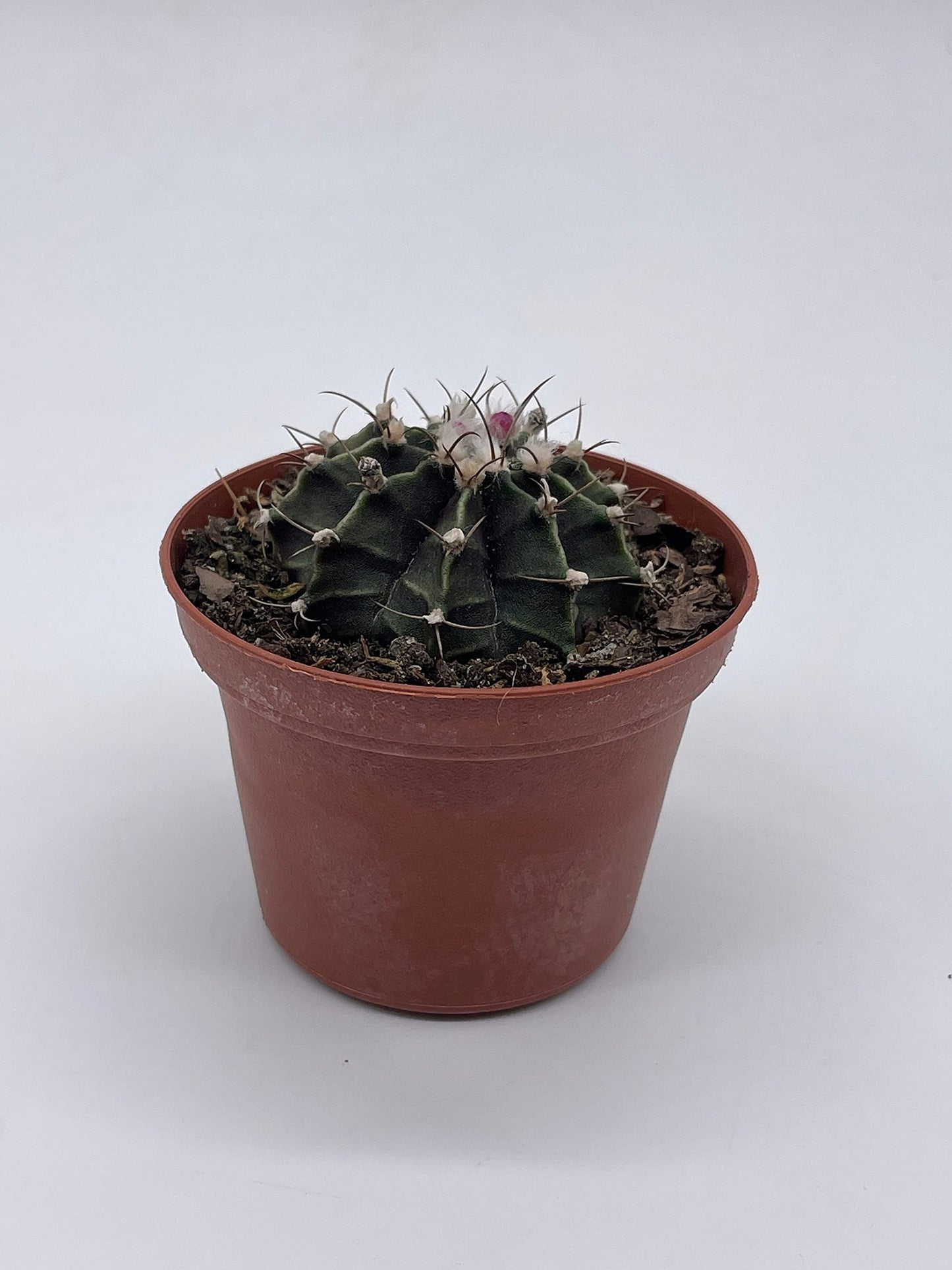 Moon Cactus, Rare Gymnocalycium Mihanovichii, 3 inch