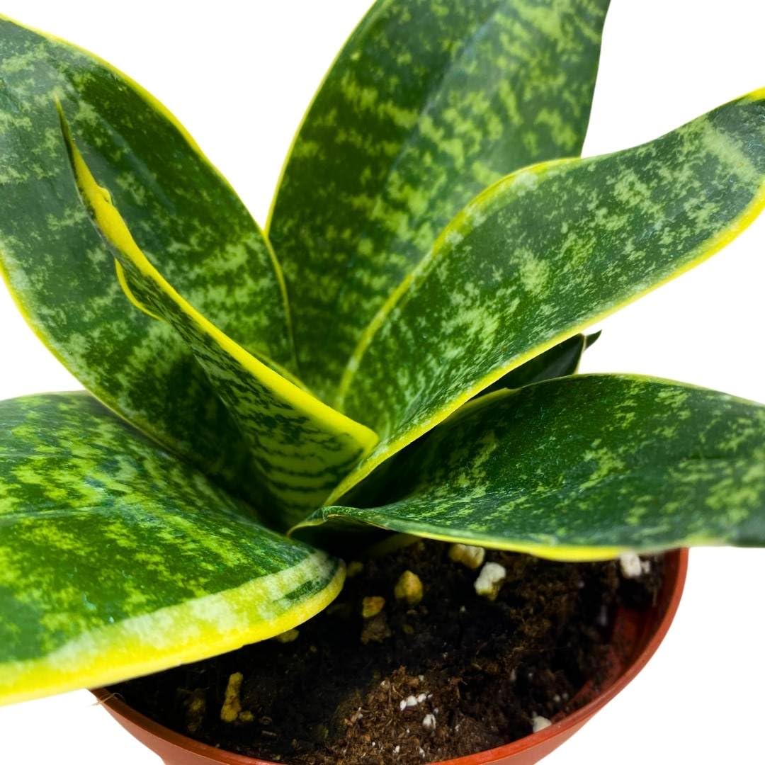 BubbleBlooms Sansevieria Marginata in a 4 inch Pot