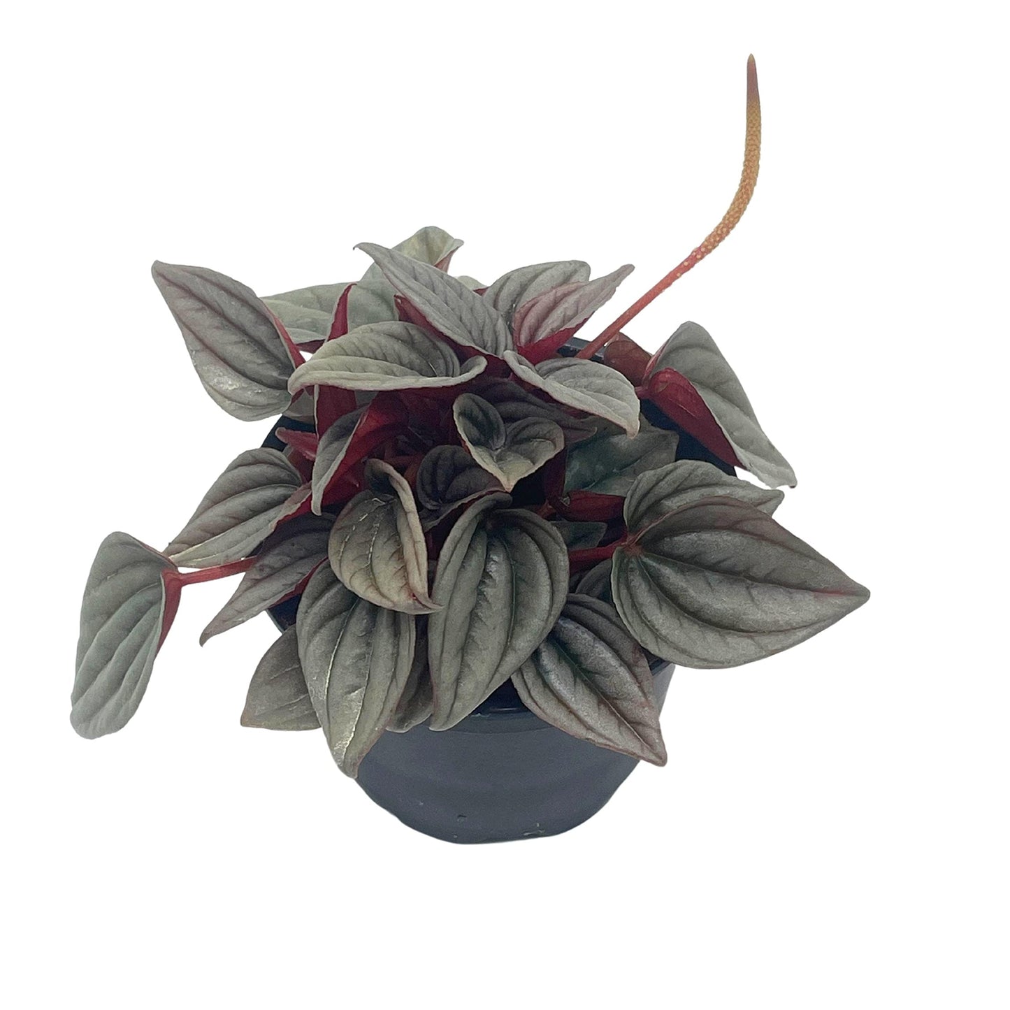 Peperomia Mendoza, 4 inch Rare Pep