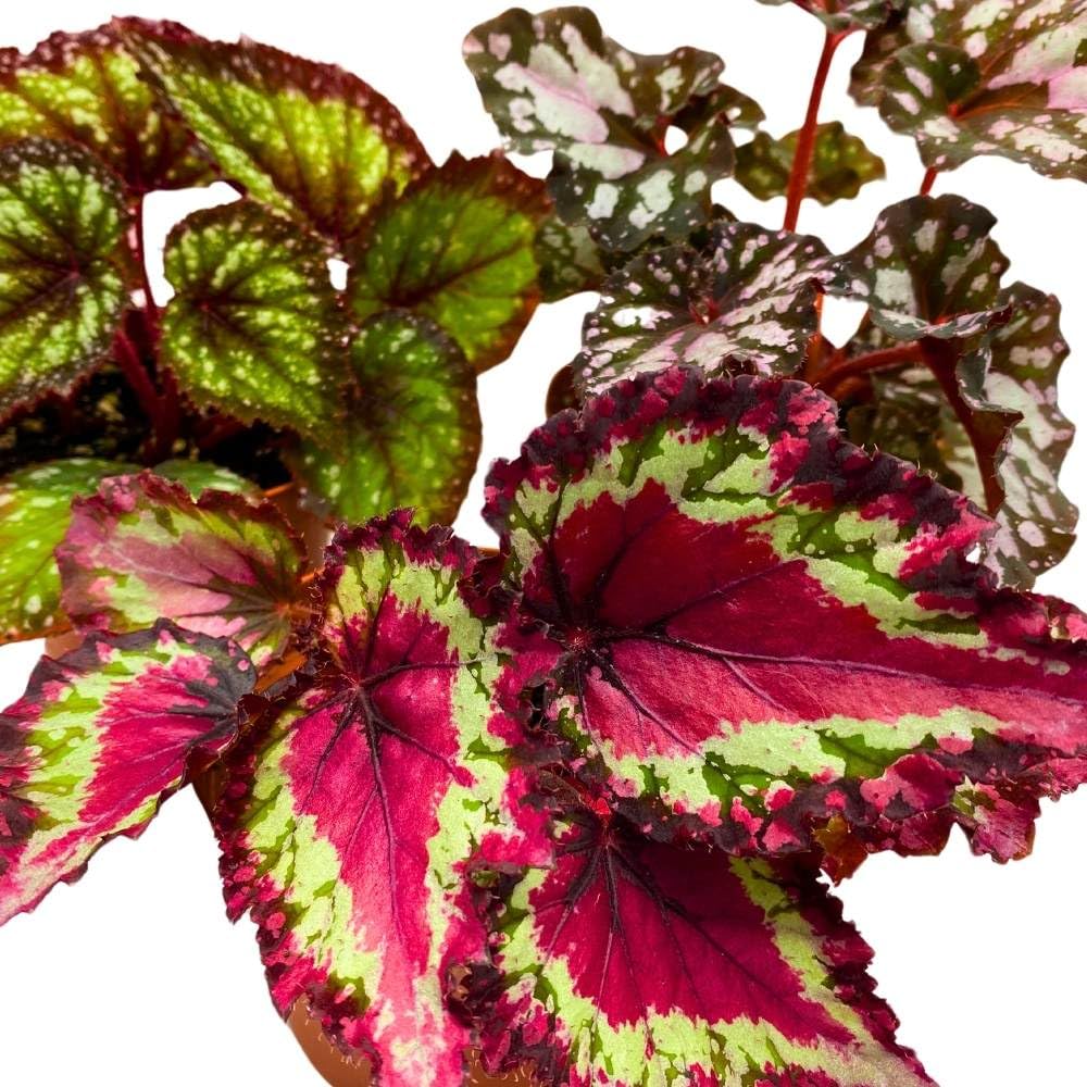 Harmony's Begonia Rex Assortment, 4 inch 3 Different Colorful Rex Begonias