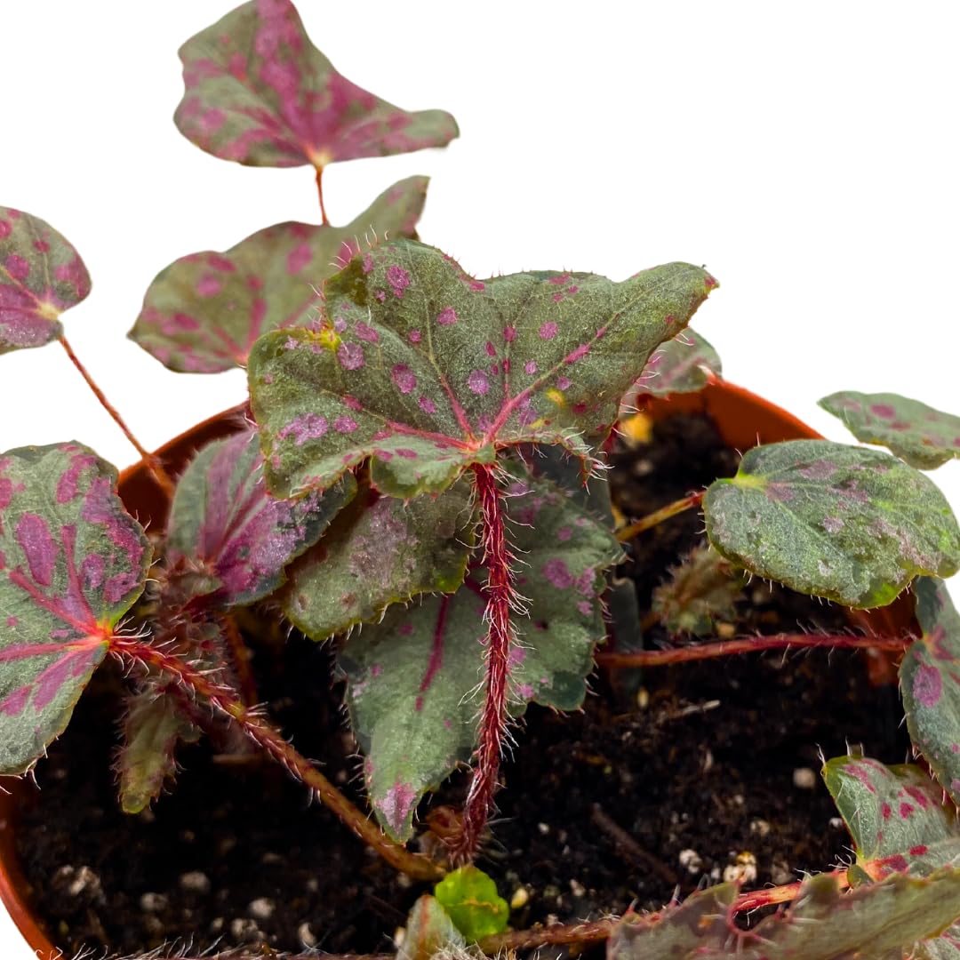 Harmony Foliage Saxon's Mystery Begonia Rex 4 inch Black and Pink