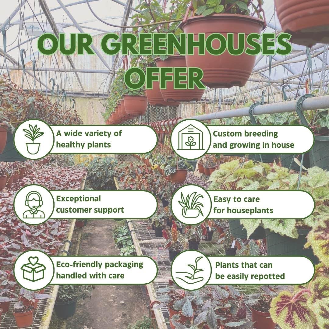 Harmony Foliage Ripple Peperomia Assortment in 4 inch pots 15-Pack Bulk Wholesale