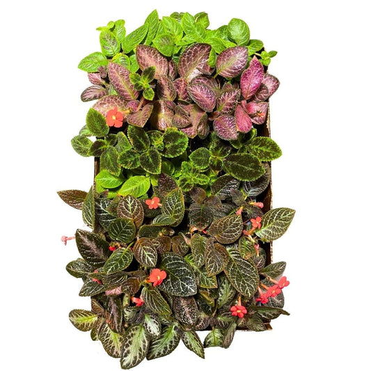 BubbleBlooms Harmony's Episcia Box Half Case 45-Pack 2-inch Flame Violets Bulk Wholesale Variety