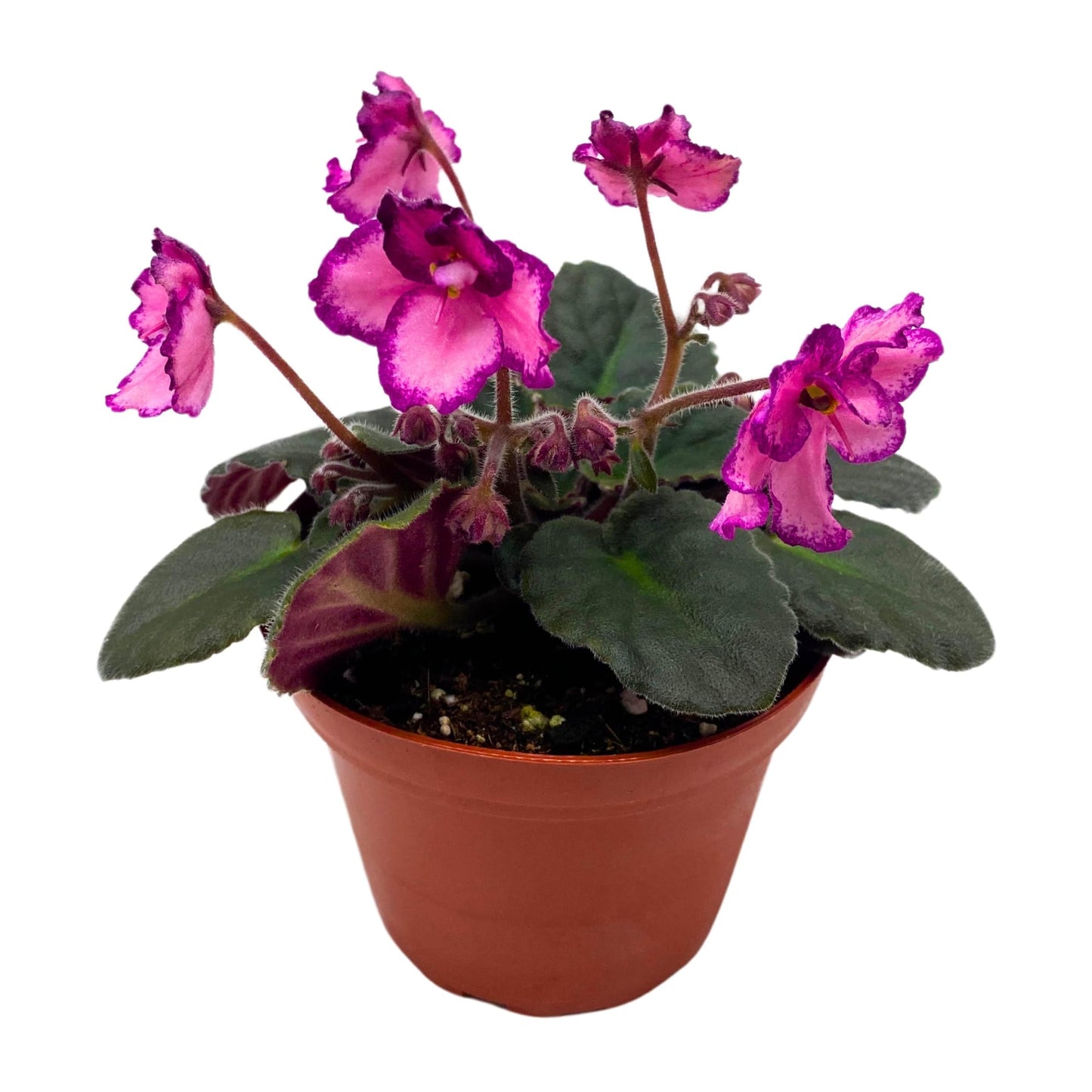 Harmony Foliage Cajun's Coujon African Violet Saintpaulia 4 inch