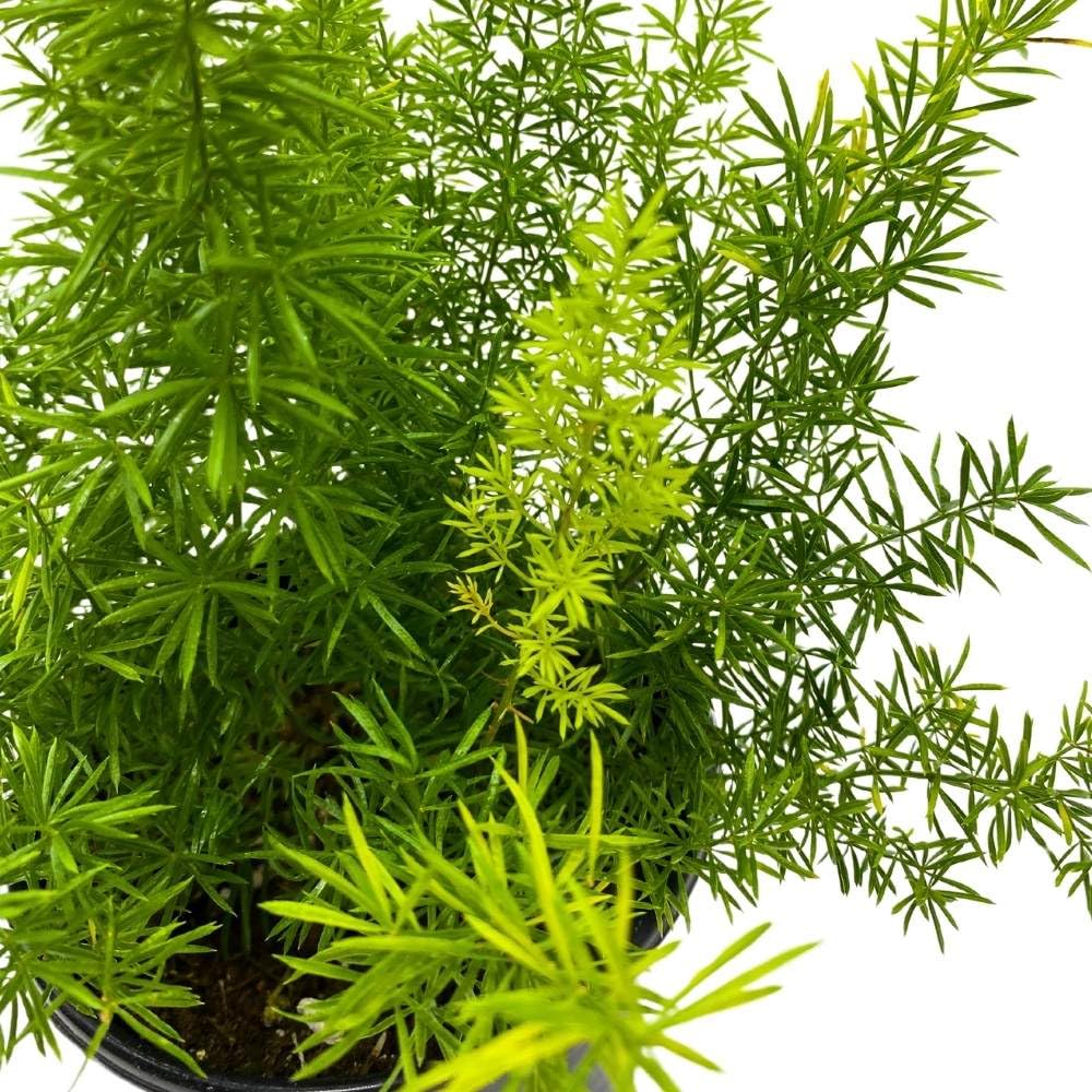 Foxtail Fern, 4 inch Asparagus densiflorus, Fluffy Perennial Evergreen Herb Pine Needle-Like Leaves