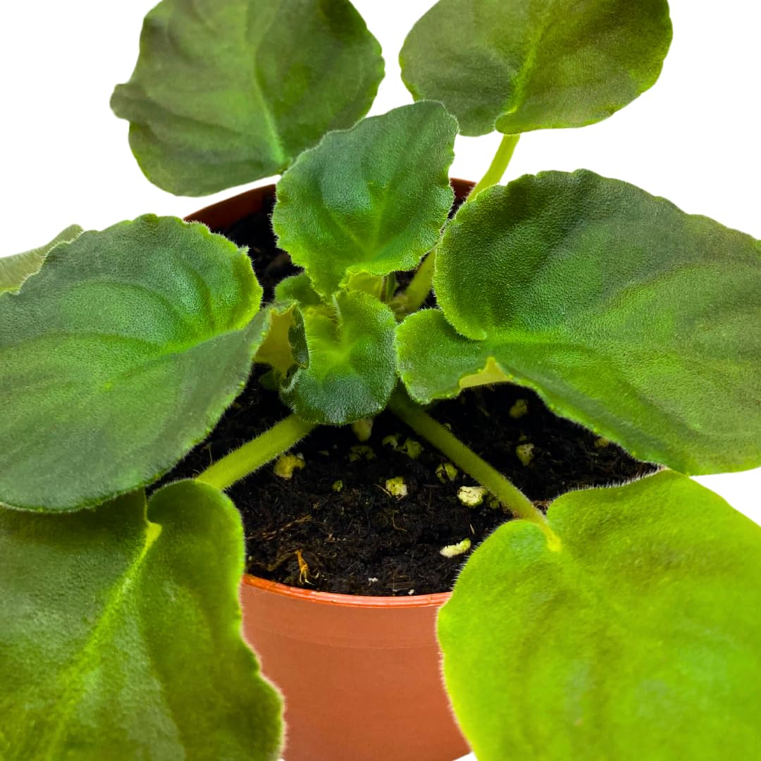 Harmony Foliage African Violet LE Aisedora 4 inch White Purple Ruffle