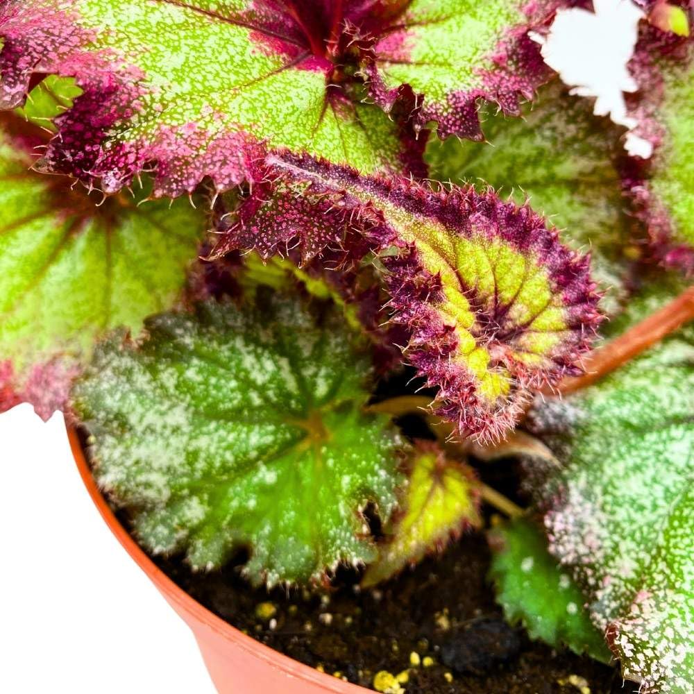 Harmony's Draco 6 inch Begonia Rex Glittery Purple Green