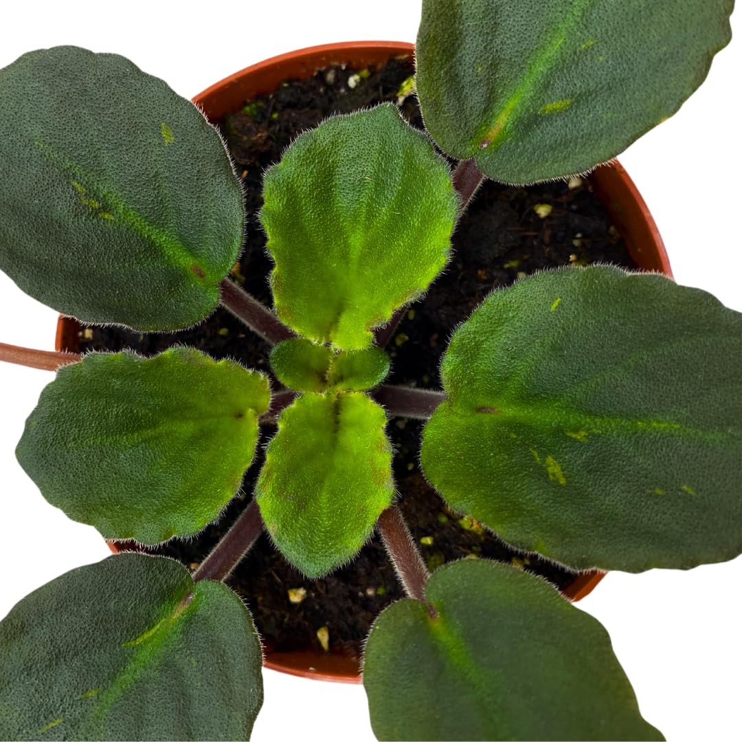 Harmony Foliage African Violet Painted Desert 4 inch Red Pink Flower