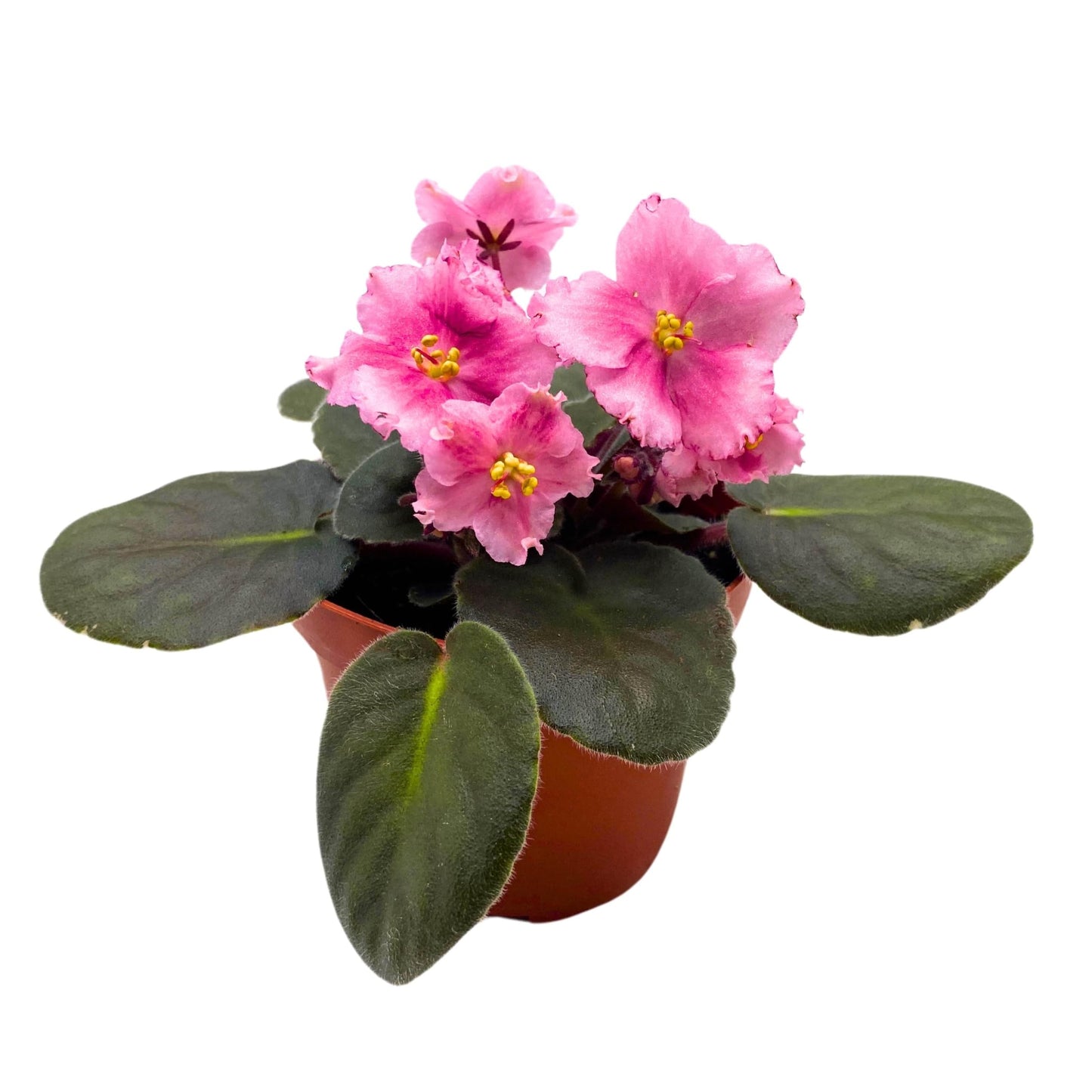 Harmony Foliage Kaylih Marie African Violet 4 inch