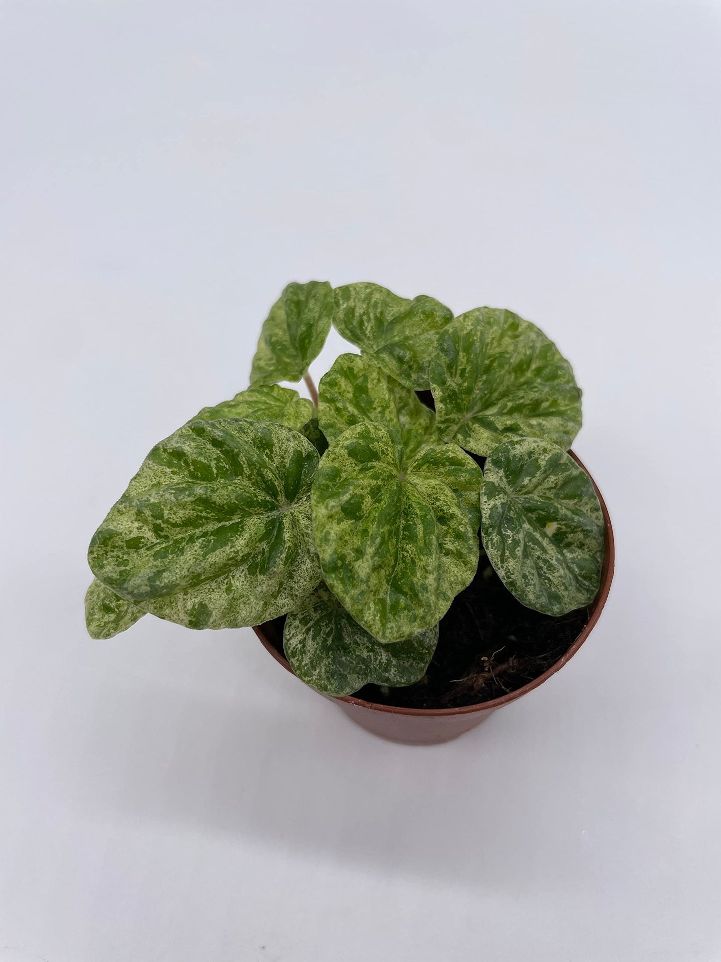 Variegated Emerald Ripple Peperomia, Freckles, Caperata, 2 inch Pot, Rare Pep, Tiny Mini Pixie Plant Rare Exclusive