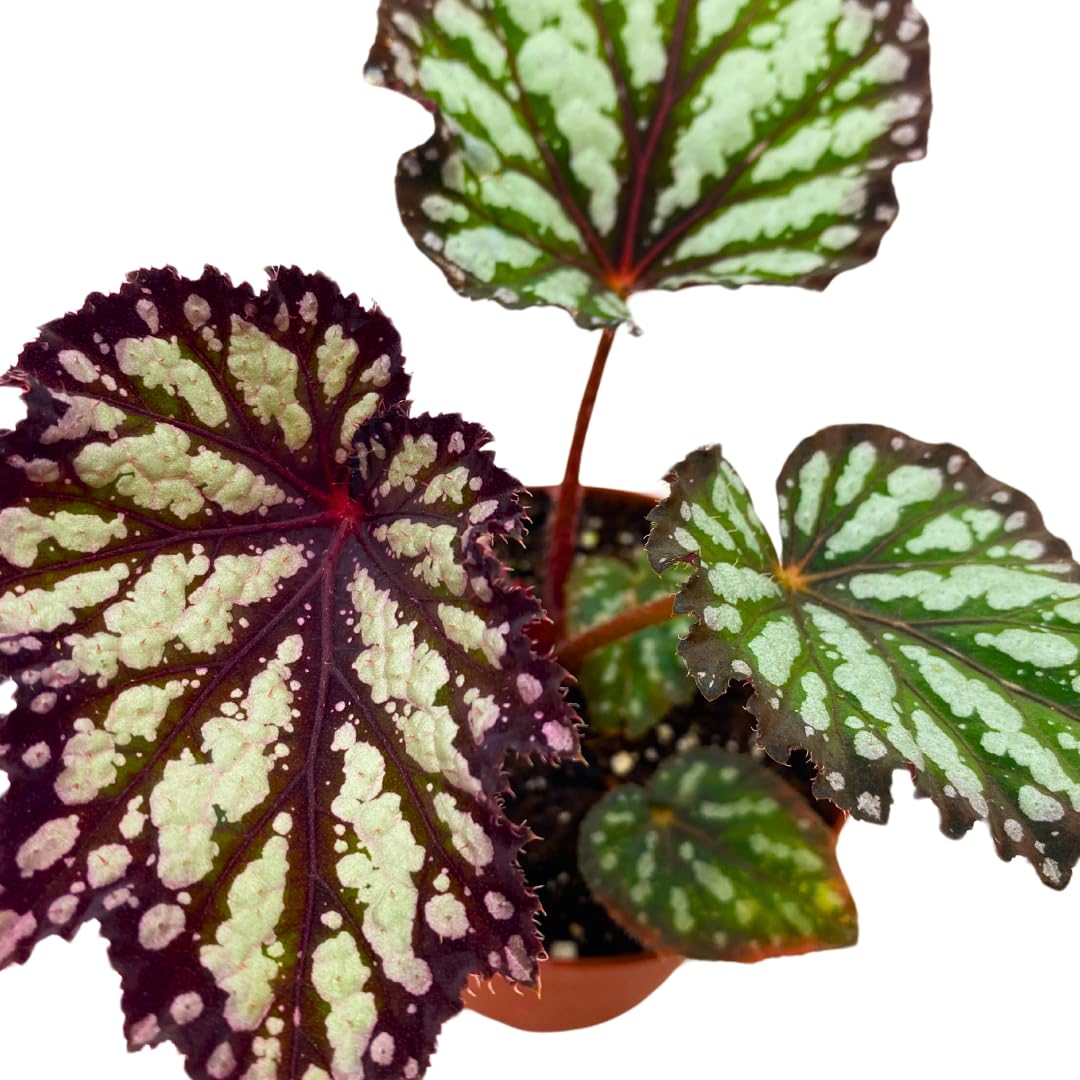 Harmony Foliage Summer Storm Begonia Rex 4 inch