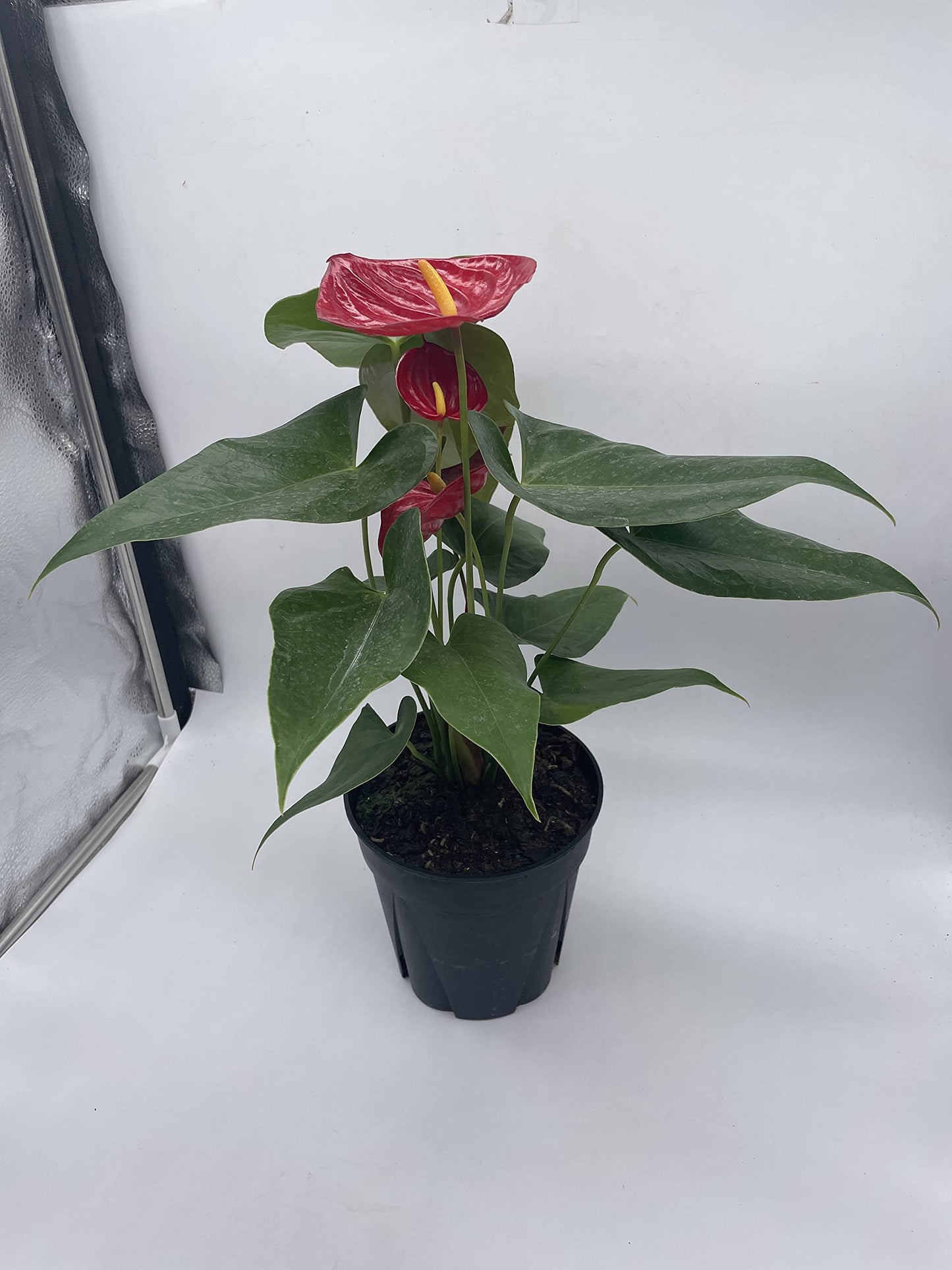 Anthurium Red, 6 inch Pot,