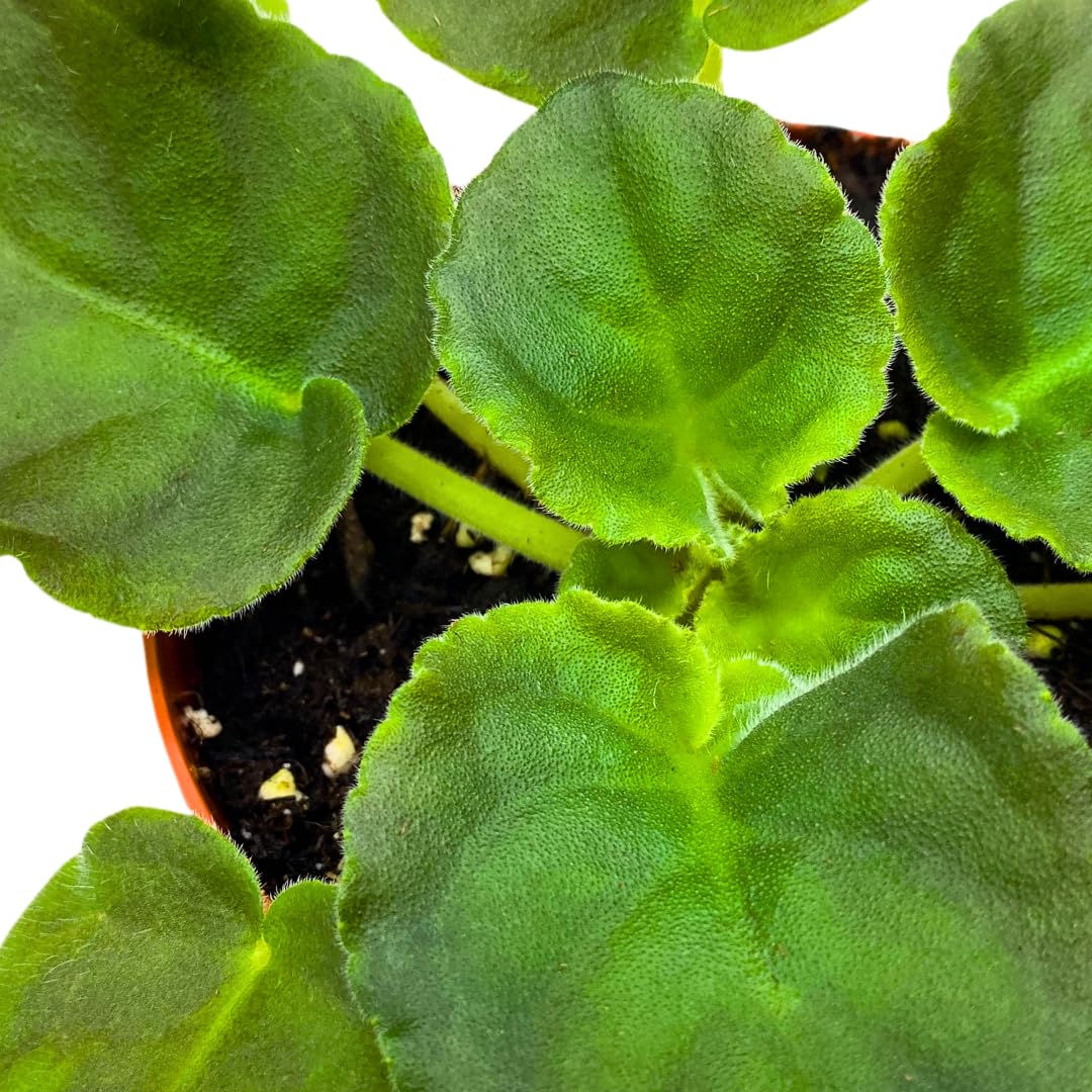 Harmony Foliage African Violet LE Aisedora 4 inch White Purple Ruffle