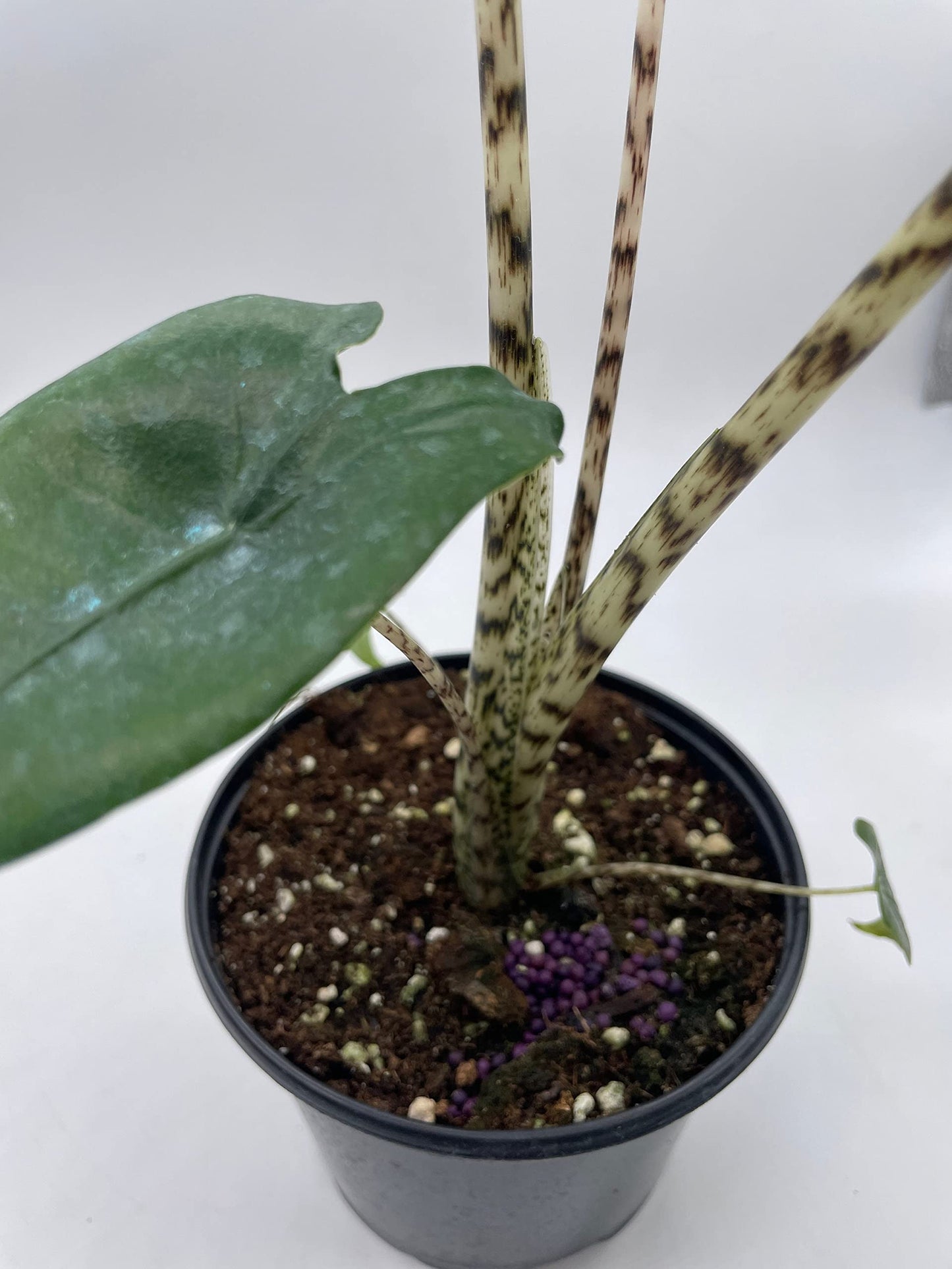 Alocasia Zebrina, 6 inch, Rare Zebra Alocasia Reticulata Leopard