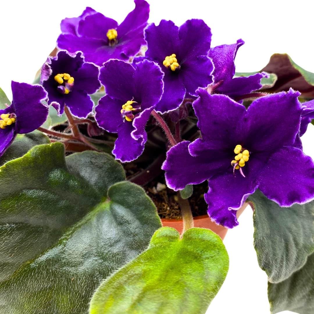 Harmony Foliage African Violet VaT Star Race 4 inch