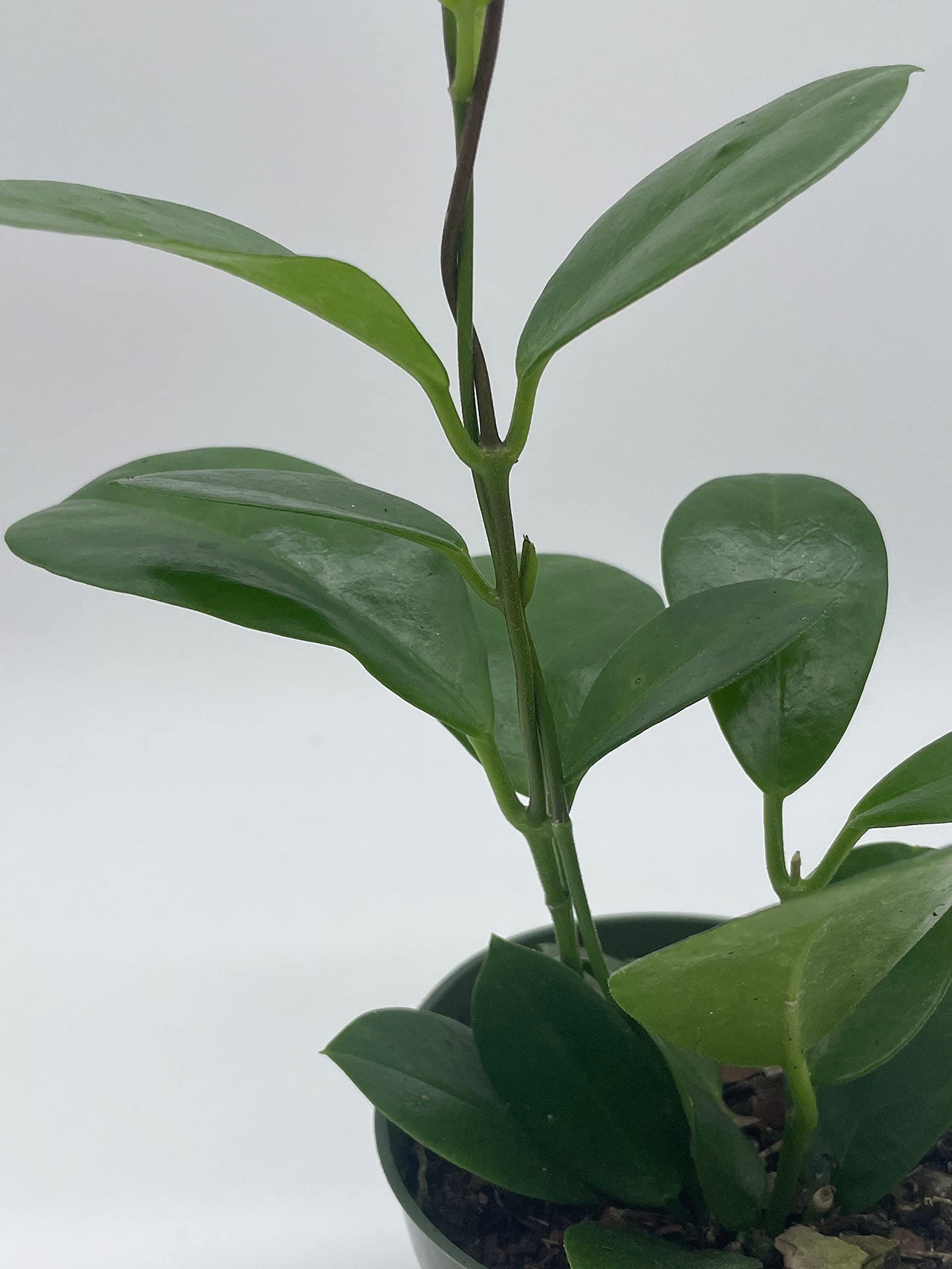 Hoya Australis, Lisa, Very Full 4" Potted Starter, Honeyplant Samoan Waxplant