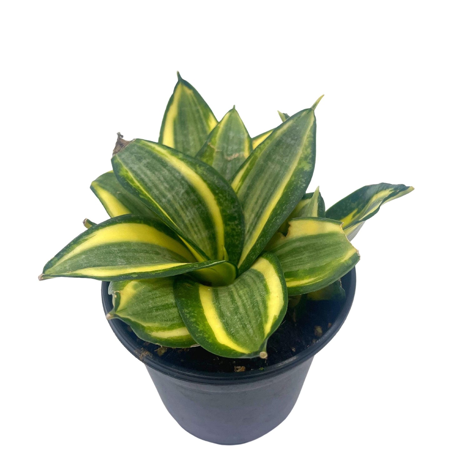 Golden Hahnii, 4 inch Yellow and Green Snake Plant, Variegated Sansevieria trifasciata, Well Rooted Starter Succulent snakeplant