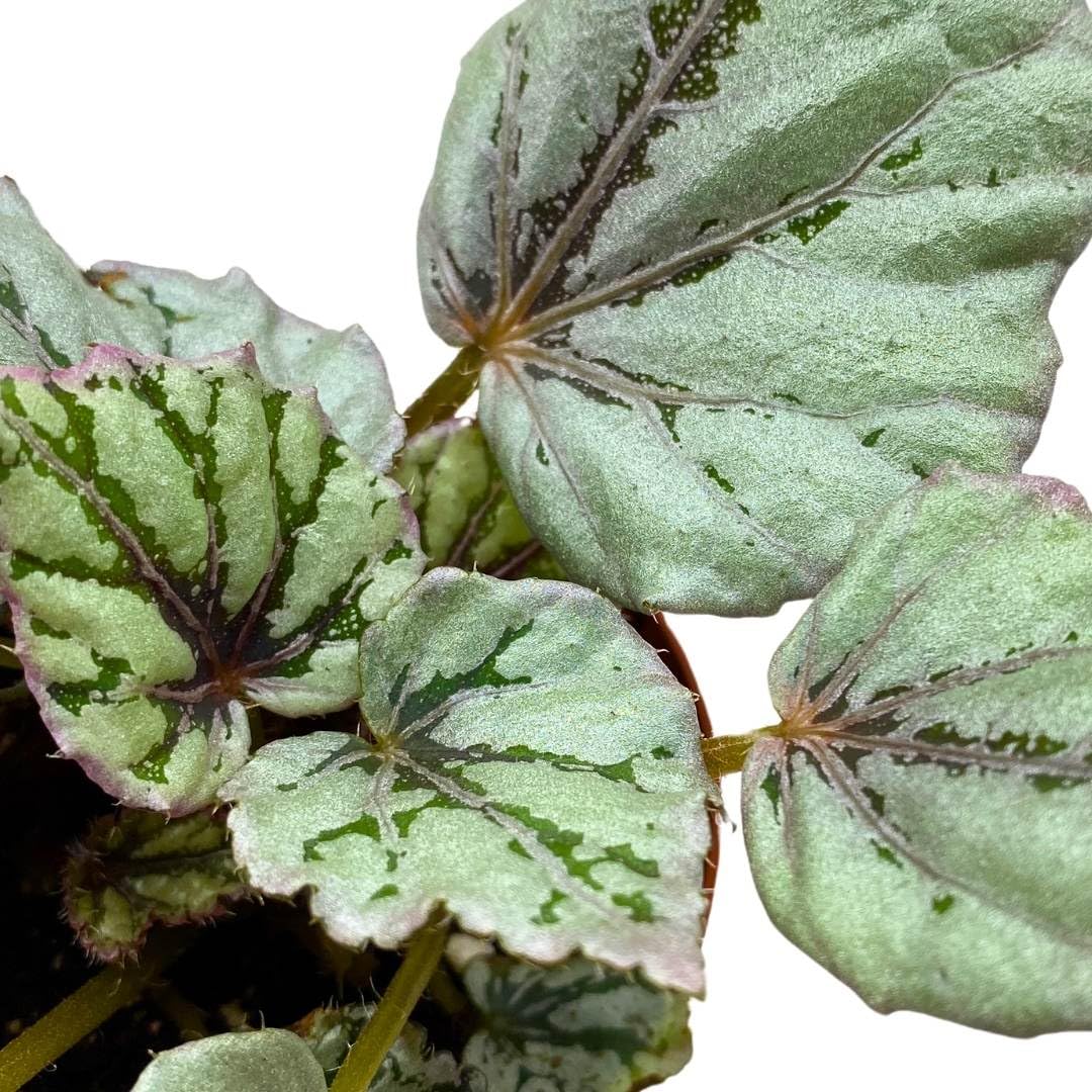 Harmony Foliage Begonia Rex Dew Drop 4 inch