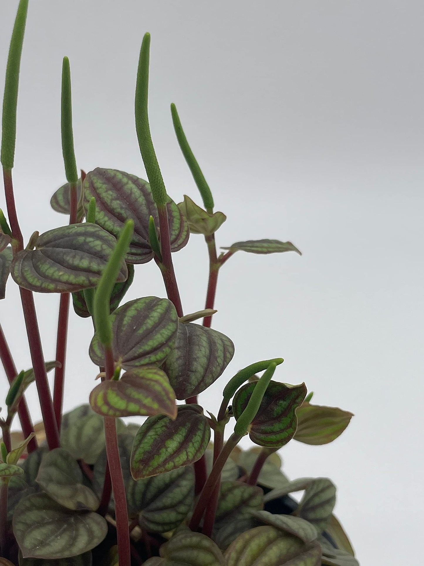 Peperomia Piccolo Banda, albovittata,4 inch Pot, Rare Mixed Frost peperomia