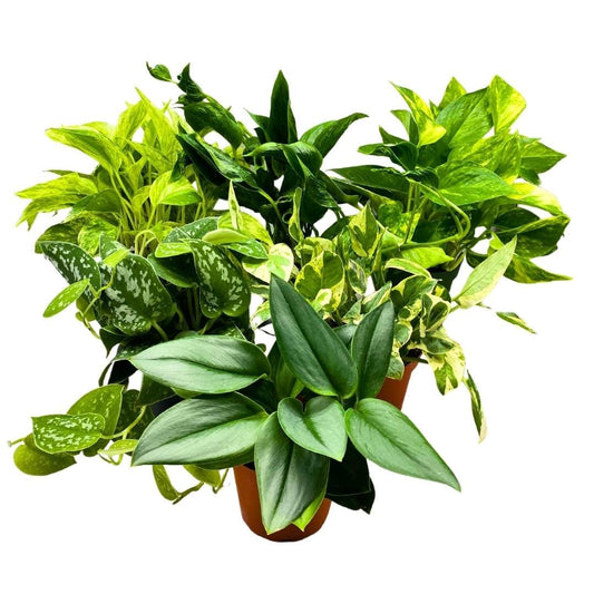 BubbleBlooms Pothos Assortment 4 inch Set of 6