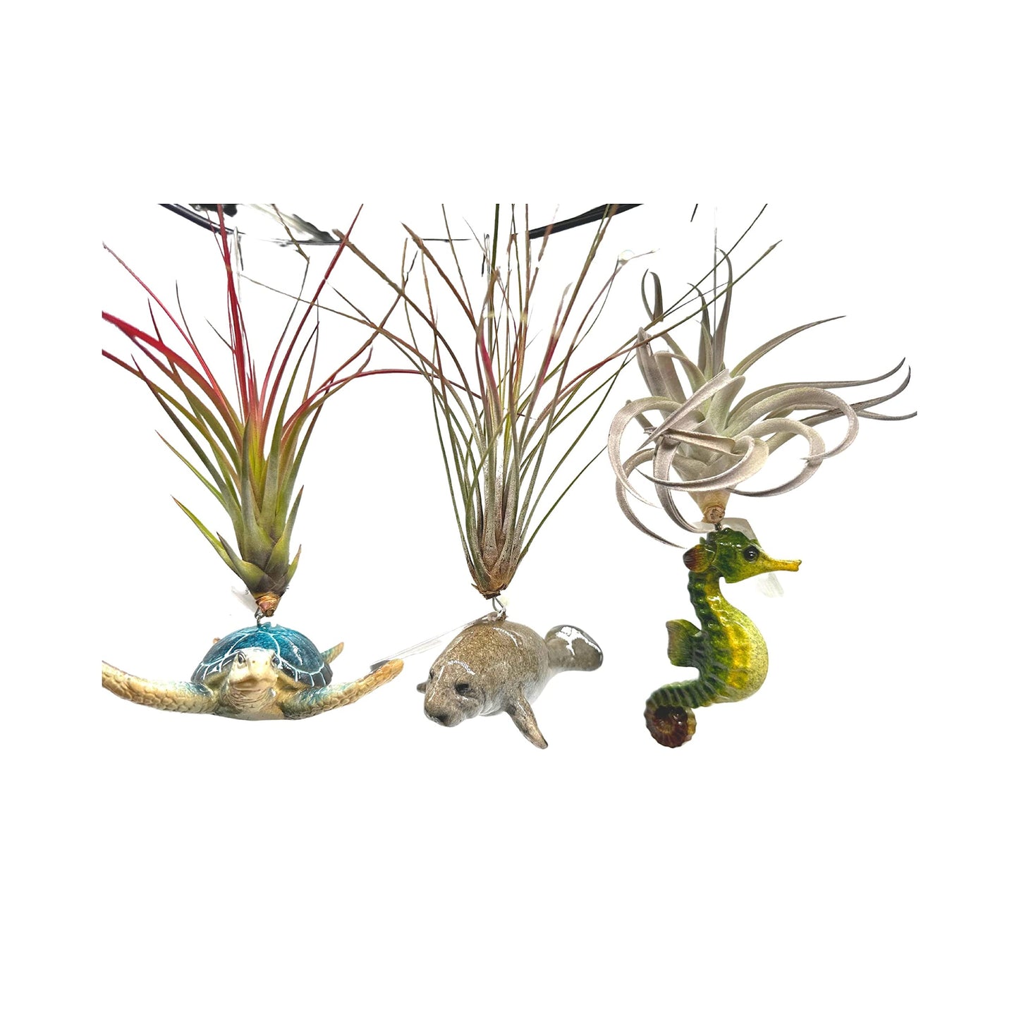 Tillandsia Planted in Hand Made Resin Sea Life Sculptures, Hanging Assorted Set of 3 Air Plants, Sea Horse, Turtle, Manatee