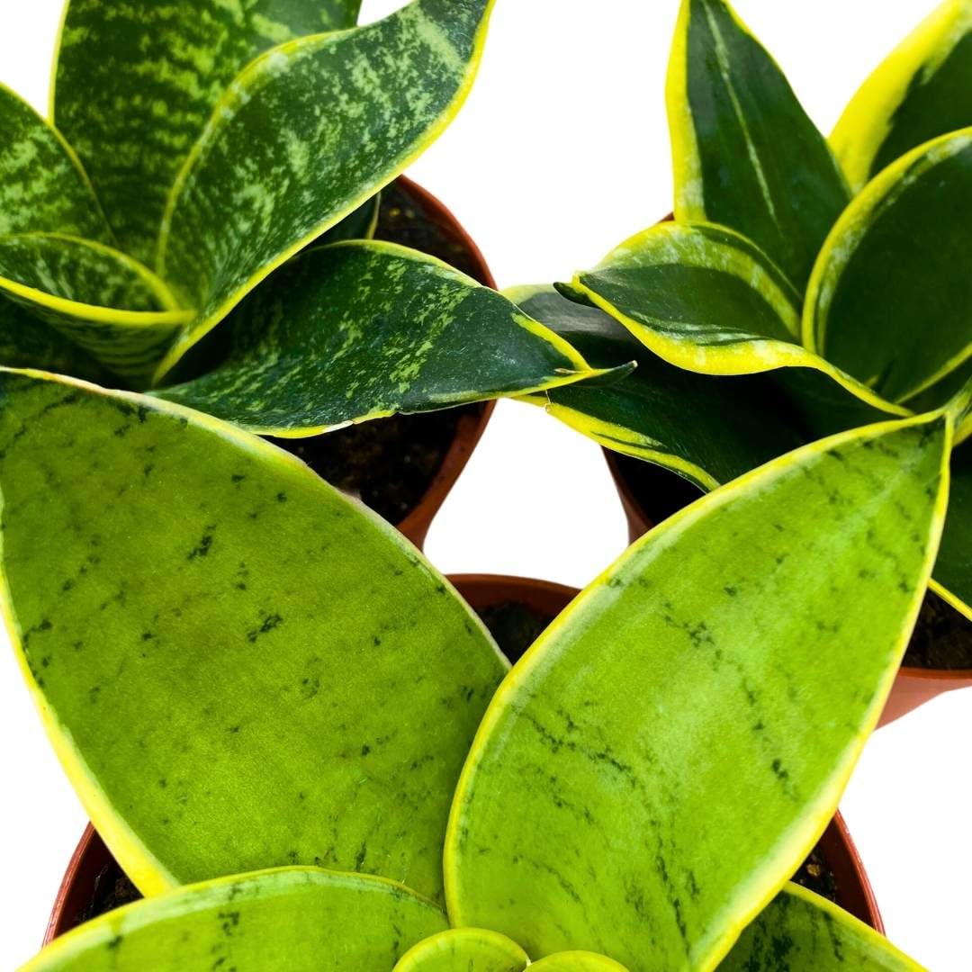 BubbleBlooms Sansevieria Marginata Assortment in a 4 inch Pot Set of 3