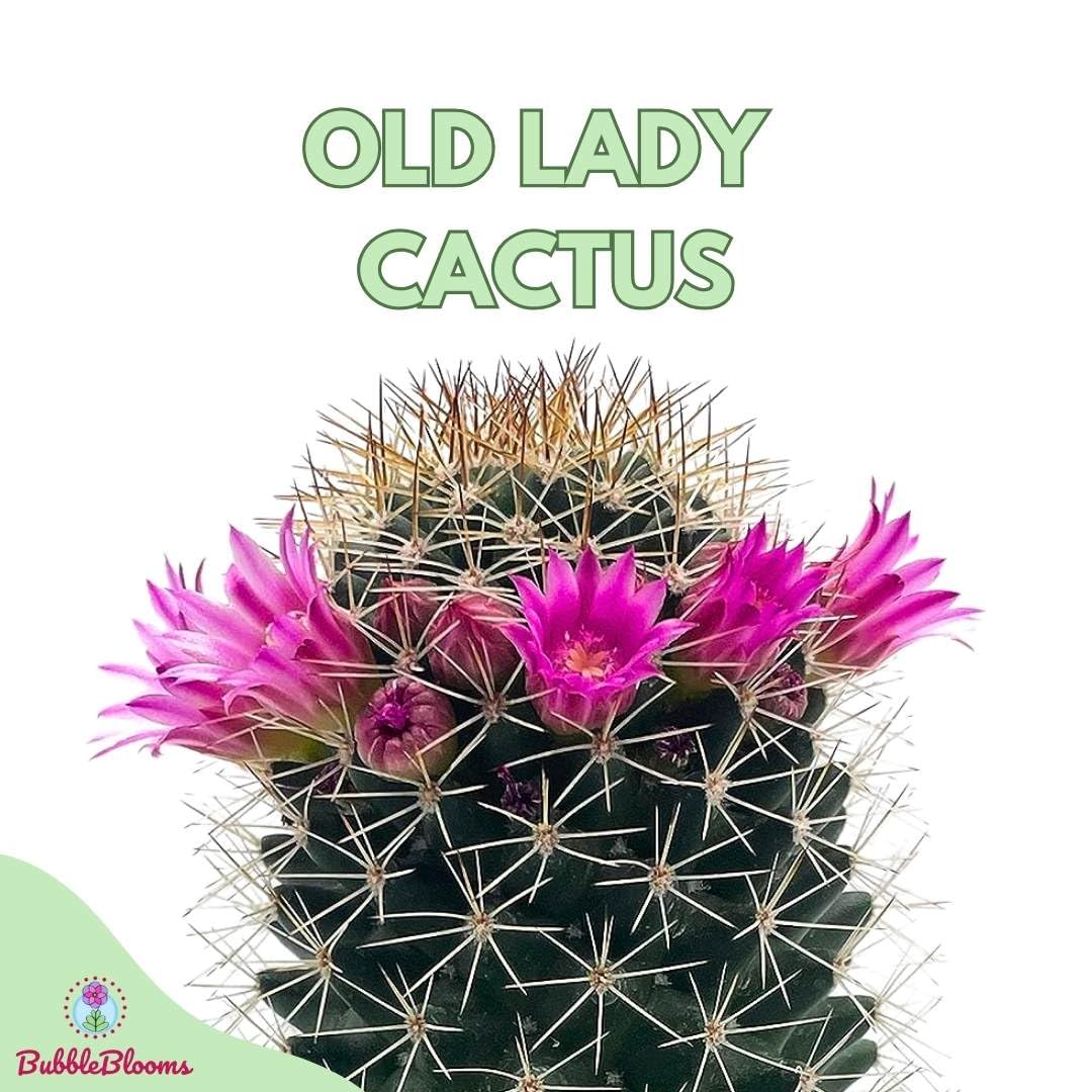 Old Lady Cactus, Old-Lady Pincushion, Mammillaria hahniana