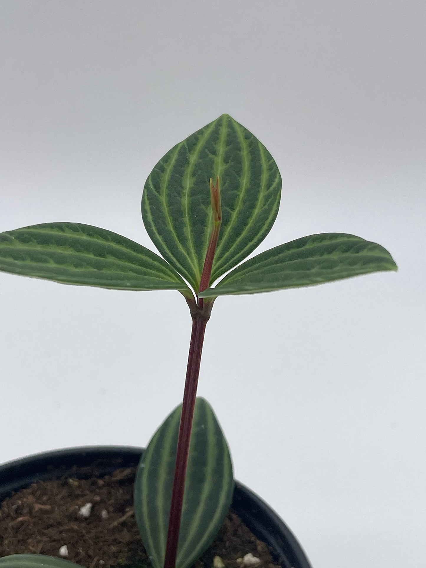 Peperomia Puteolata, 4 inch, Stilt Peperomia, Parallel Peperomia