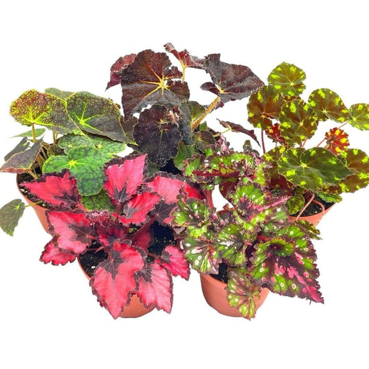 BubbleBlooms Harmony's Begonia Rex Assortment, Warm Colorful Summer, 4 inch, Set of 5, Painted-Leaf Begonia, Unique Homegrown Exclusive, Variegated