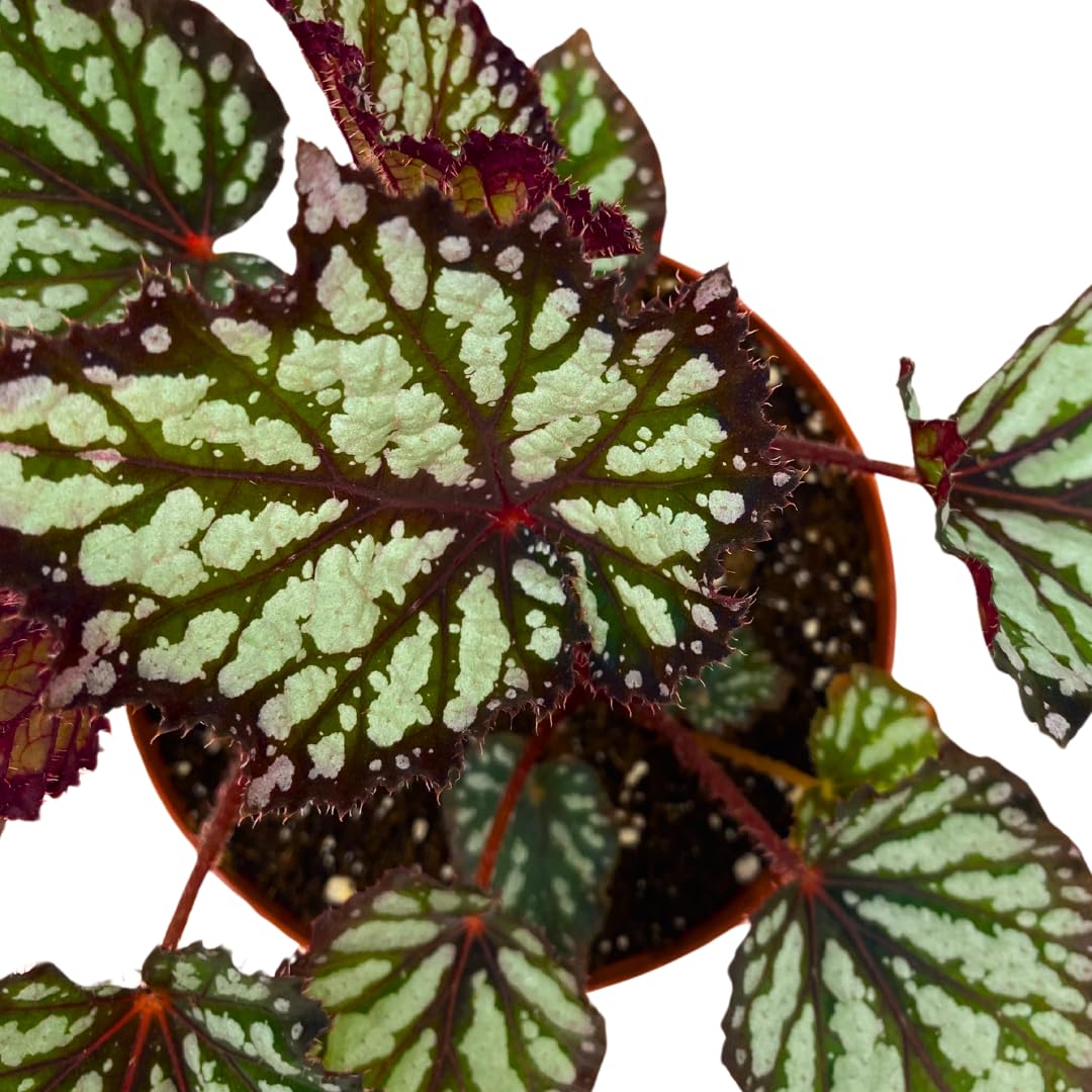 Harmony Foliage Summer Storm Begonia Rex 6 inch