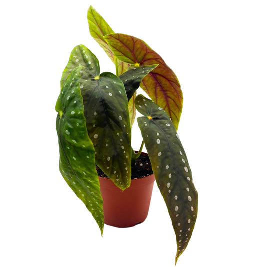 Harmony Foliage Eric Seel Angel Wing Begonia 4 inch