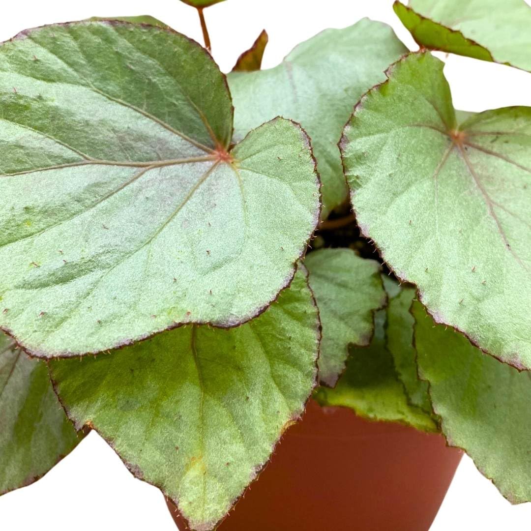 Harmony Foliage Begonia Rex Harmony's Pink Satin 6 inch