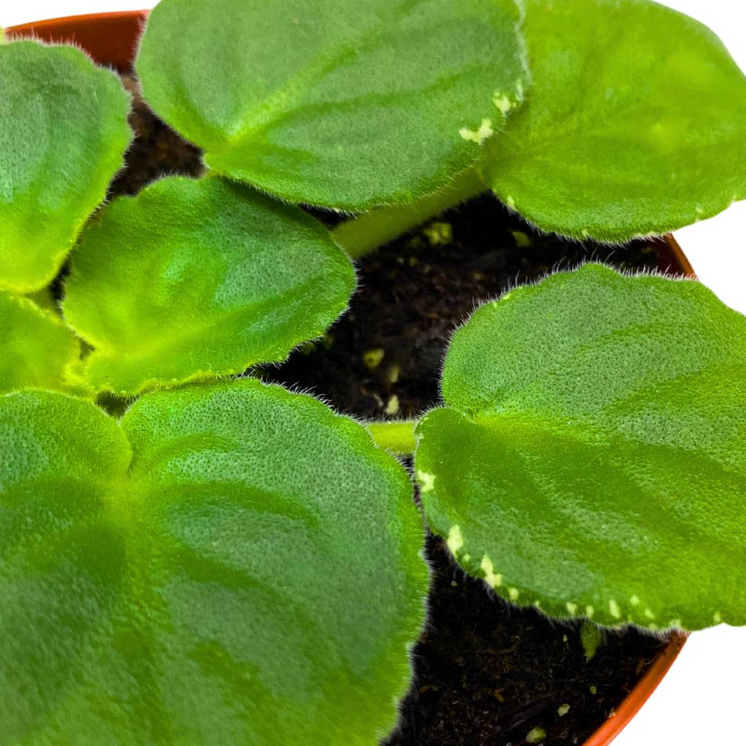 Harmony Foliage African Violet Ma's Lily Pad 4 inch White Flower