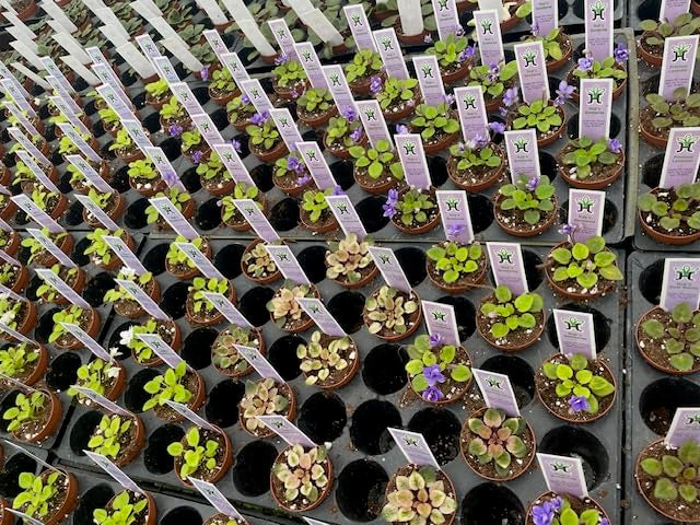 Harmony Foliage Mini African Violet Assortment in 2 inch pots 50-Pack Bulk Wholesale Variegated Saintpaulia Gesneriads