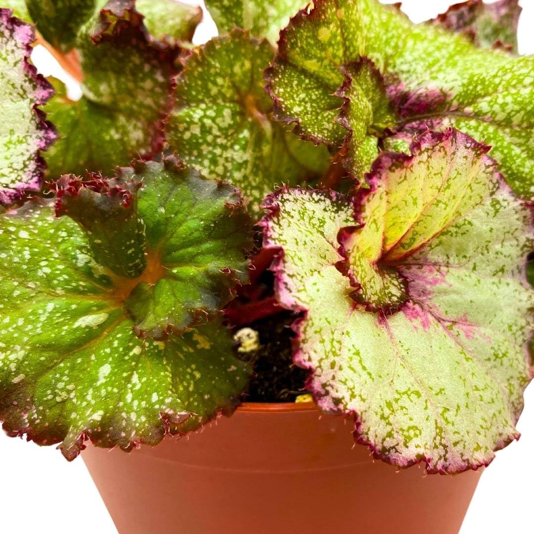 Harmony Foliage Begonia Rex Harmony's Very Raspberry, 6 inch Red White Pink Spiral