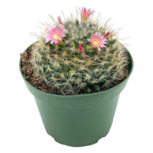 Powder Puff Cactus, Mammillaria bocasana, Powderpuff Pincushion, Snowball, fishhooks Cactus, in a 4 inch Pot