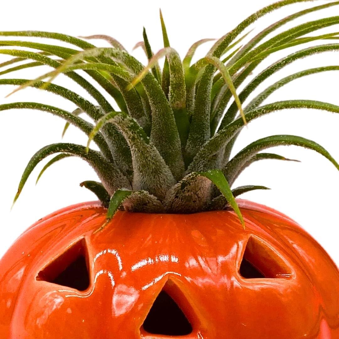 BubbleBlooms Halloween Ceramic Pumpkin Jack-o-Lantern Air Plant Holder Resin Art Sculpture Hand Made